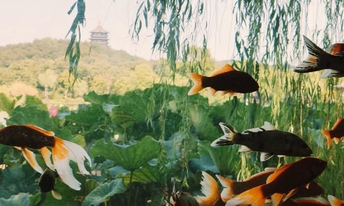 Viewing Garden